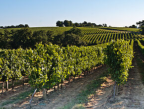 Vignes, Armagnac, Gers. - Agrandir l'image (fenêtre modale)
